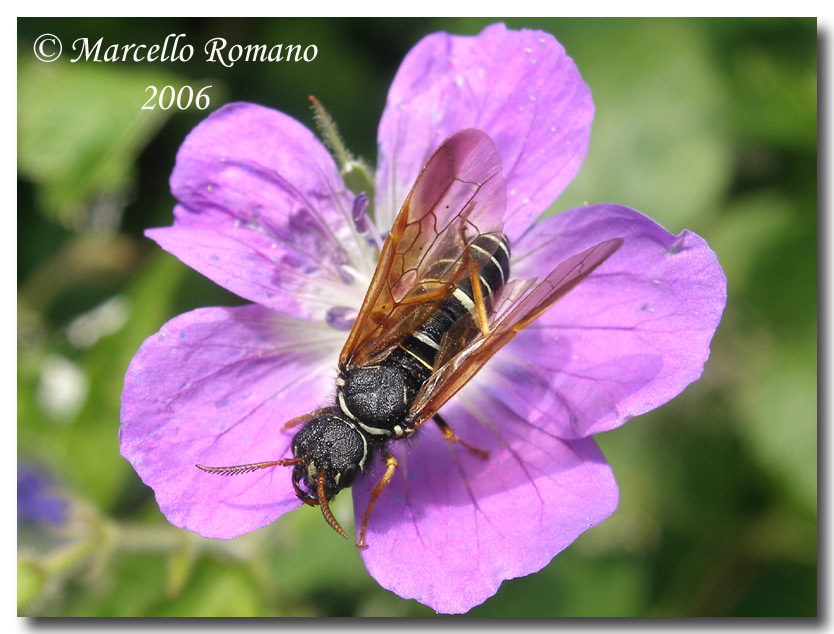 Insetti del Parco Adamello Brenta (TN): immagini e appunti